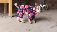 Browse latest funny, amazing,cool, lol, cute,reaction gifs and animated pictures! Pyjama Gifs Get The Best Gif On Gifer