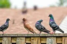 But there are 4 strains that have caused concern in recent years Common Pigeon Diseases And Methods For Their Treatment Farmer