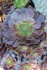 Image result for Medium Garnet 1996 CIL