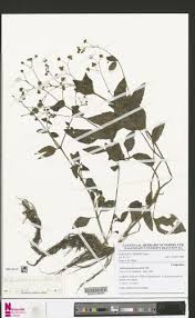 Image result for Adenostemma viscosum