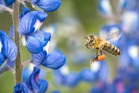 Check spelling or type a new query. How To Photograph Bees Nature Ttl