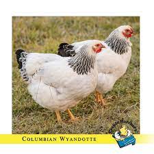 We did not find results for: Columbian Wyandotte Baby Chicks For Sale Cackle Hatchery