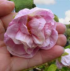 Abutilon Victorian Lady A Double Pink Flowering Maple Year Around Bloom In Mild Climates Attracting Hummingbirds Shade Flowers Plants Beautiful Flowers