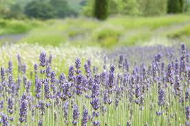 私藏的野生有機高地薰衣草精油 handmade skincare aromatherapy health organic groceries