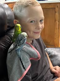 Scarlet Chested Parakeets from the webb. Feel free to send me a pair of  Violets like this Robert T. Day or even just one male would be nice.