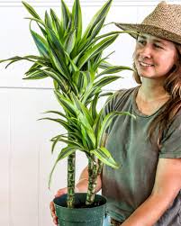 Image result for Dracaena fragrans