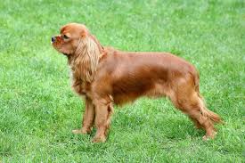 Maybe you would like to learn more about one of these? Cavalier King Charles Spaniel Hunde Informationen Zu Den Bienenarten