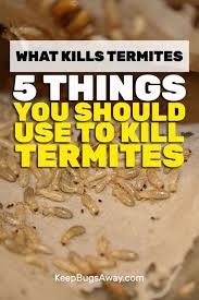 What Kills Termites Top 5 Things You Can Use To Kill Termites Termite Treatment Diy Termite Treatment Termites
