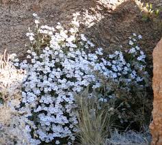 Image result for Jamesbrittenia burkeana