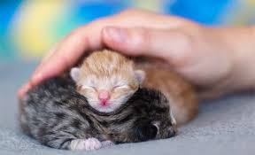 Most experts agree that the answer to when do cats stop being kittens is about one year. When Do Cats Stop Growing Reliable Ways To Know When Cats Reach Their Full Size Healthy Paws Pet Insurance