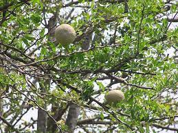 We did not find results for: Mengenal Tanaman Kawista Batu Anakagronomy Dot Com