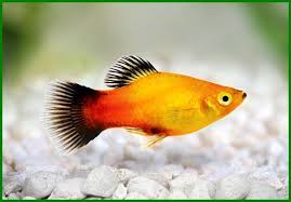 Selain itu, jenis dan warna pada ikan guppy ini. Jenis Ikan Hias Yang Mudah Dan Cepat Beranak Daftarhewan Com Platy Fish Freshwater Fish Aquarium Fish