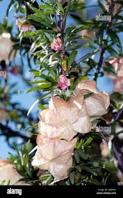 Image result for Meliaceae