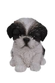 Black And White Shih Tzu Puppy Names Sitting Shih Tzu Puppy Black White Shihtzupuppy Shih Tzu Puppy Puppies Shih Tzu