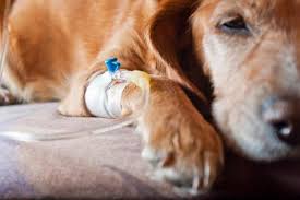 Feed a proper diet and keep treats to a minimum. Why Is My Dog Throwing Up Yellow Causes Treatment Home Remedies