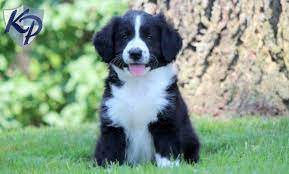Three girls and three boys. Bordoodle Puppies For Sale Health Guaranteed Keystone Puppies Bordoodle Puppies Puppies For Sale