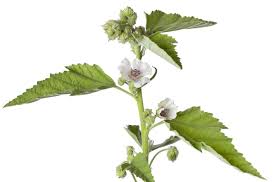 It helps treat cold and cough. Marshmallow Root Skin Care Benefits Puravedaorganics