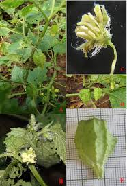 Image result for Physalis lagascae