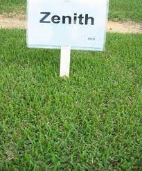 Zoysia Grass Seed Zoysia Grass Plugs Zoysia Grass Zoysia Grass Seed Potted Plants Patio