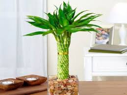 Maybe you would like to learn more about one of these? Lucky Bamboo Cylindrical Twisted Gardensouq Com Online Plant Shop In Uae Garden Center Dubai Nursery Indoor Plants Pot Outdoor Plant Fountainoutdoor F Plant In Glass Bamboo Plants Lucky Bamboo