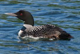 Common loon - Wikipedia