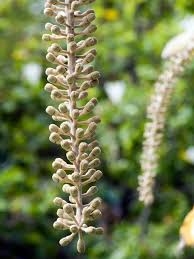 Image result for Polygala kalaboensis