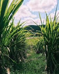 Maison La Mauny On Instagram La Canne A Sucre Est Prete A Etre Recoltee Canne A Sucre Martinique Instagram