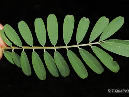 Image result for Tephrosia noctiflora