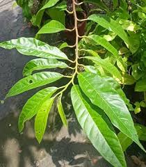 Image result for Annona reticulata