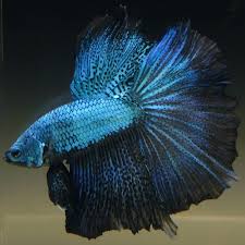 They were originally blue balls of lightning us fighter pilots would see in. Betta Fish Betta Fish Ideas Bettafish Fishbetta Live Betta Fish Male Metallic Blue Peacock Halfmoon 48 00 End Date Mo Betta Betta Fish Aquarium Fish