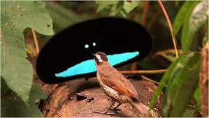 Bird Of Paradise Mating Dance Funny The New York Times Arts Image Bizarre Animals Weird Animals Birds Of Paradise