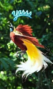 Papua New Guinea Bird Of Paradise Drawing Pin On Papua New Guinea Official