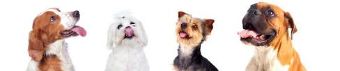 The high cost of veterinary services, including desexing, is another reason why somepet owners choose not to get their pets desexed. Animal Birth Control Clinic Lawton Ok