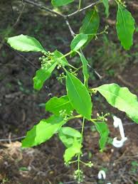 Image result for Santalaceae