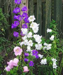 Details About Canterbury Bells Mix 2000 Seeds Cup And Saucer Campanula Medium Calycanthema Campanula Flowers Biennial Plants Campanula