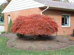 Japanese Maple Red Maple Tree Japanese Red Maple Tree Japanese Red Maple