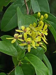 Image result for Tristellateia