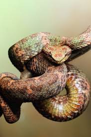Check Out These Pics Previews Of More To Come Snake Reptile Snakes Reptiles And Amphibians
