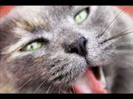kedi hirlama sesi ozel kayit hd youtube