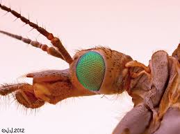 JJs Photographic nature blog: WARNING! This blog entry contains insect porn ...