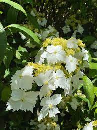 Striking corymb comprising white ray florets surrounding yellow fertile flowers, to 140mm across. Hydrangeas Uncommon Varieties For Your Garden The New York Times
