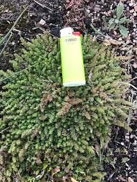 Image result for Chenolea diffusa