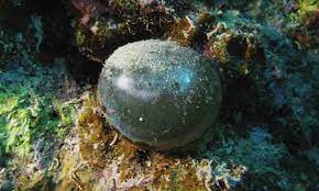 .the transcriptomes of large numbers of single cells or single nuclei without requiring the physical isolation of each cell single cell rna profiling of c. 10 Freakishly Large Single Celled Organisms Listverse