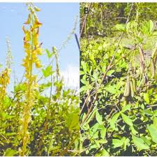 Image result for Crotalaria argyrolobioides