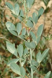 Image result for Indigofera roseo-caerulea