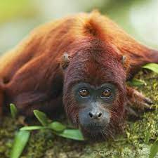 Photo By Christianziegler On Assignment For National Geographic A Red Howler Monkey Alouatta Sara Coto Relaxing In The Forest Cano Monkey Tropical Forest Fig Fruit