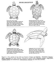 Www Cep Unep Org Pubs Techreports Tr16en Fig2 Gif Loggerhead Sea Turtle Turtle Facts Baby Sea Turtles