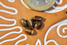 Image result for Croton gratissimus