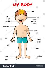 My Body Educational Info Graphic Chart Stock Image