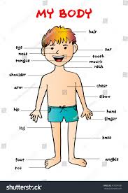 my body educational info graphic chart stock image